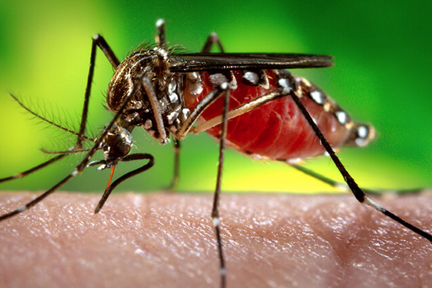 Zika: All Hands on Deck