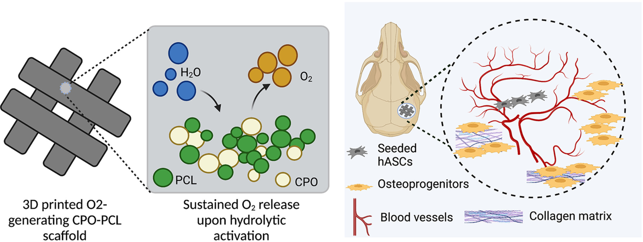 3D printed O2-generating scaffolds enhance osteoprogenitor- and type H vessel recruitment during bone healing