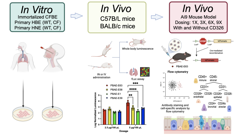 Ligand-free biodegradable poly(beta-amino ester) nanoparticles for targeted systemic delivery of mRNA to the lungs.